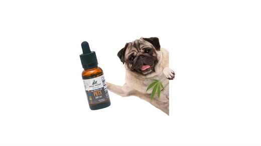 CBD for Dogs